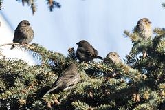 Haemorhous mexicanus