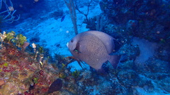 Pomacanthus arcuatus