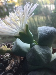 Pleiospilos