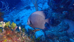 Pomacanthus arcuatus