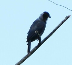 Cyanocorax violaceus