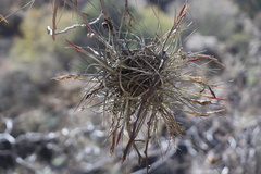 Tillandsia schiedeana