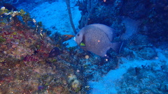 Pomacanthus arcuatus