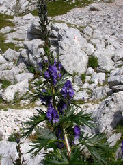 Aconitum tauricum