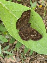 Achlyodini