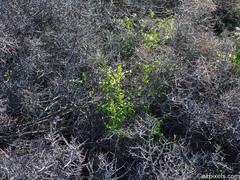 Pholistoma auritum arizonicum