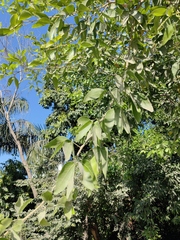 Pithecellobium lanceolatum