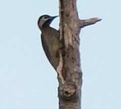 Colaptes punctigula