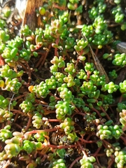 Sedum cespitosum