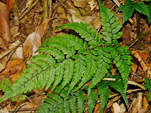 Athyrium arisanense (Athyrium arisanense)