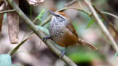 Pheugopedius maculipectus