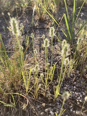 Plantago aristata