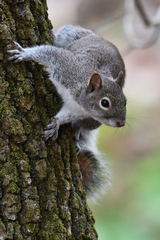 Sciurus alleni