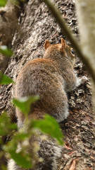 Sciurus alleni