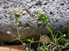 Angiospermae