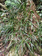 Maxillaria