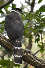 Micrastur semitorquatus