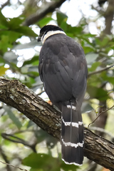 Micrastur semitorquatus