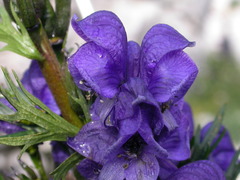 Aconitum tauricum