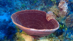 Cribrochalina vasculum
