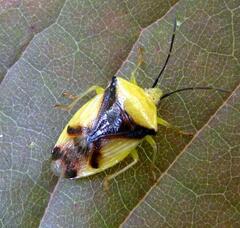 Elasmostethus atricornis