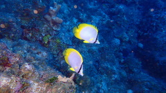 Chaetodon ocellatus
