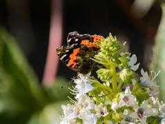 Vanessa vulcania