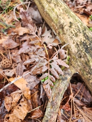 Sceptridium dissectum