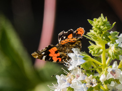 Vanessa vulcania