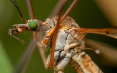 Tipula vernalis