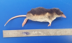 Sorex coronatus