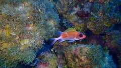 Holocentrus adscensionis