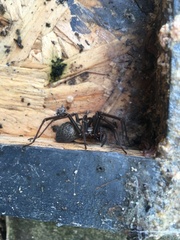 Eratigena atrica