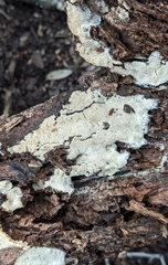 Biscogniauxia atropunctata