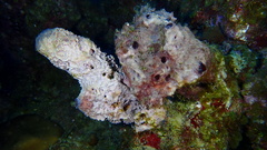 Ircinia felix