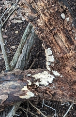 Biscogniauxia atropunctata