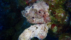 Ircinia felix