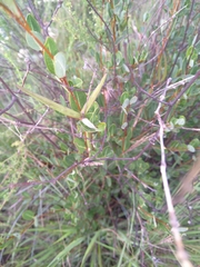 Cryptolepis oblongifolia