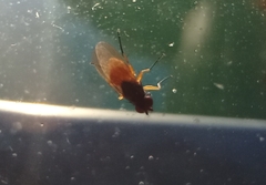 Diptera