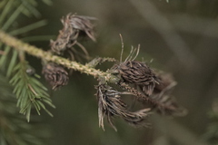 Adelges abietis