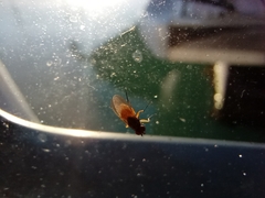 Diptera