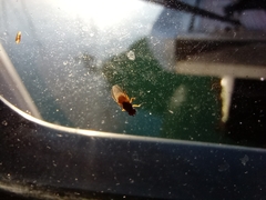 Diptera
