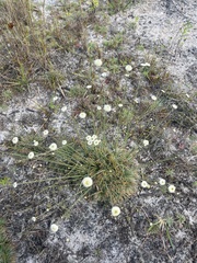 Syngonanthus flavidulus