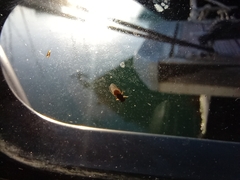 Diptera