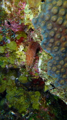 Cephalopholis cruentata