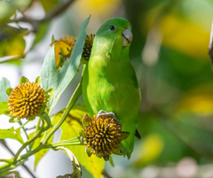 Forpus xanthopterygius