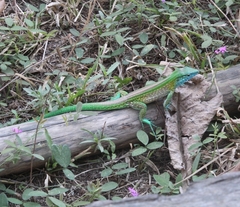 Cnemidophorus gaigei