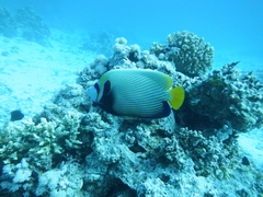 Pomacanthus imperator