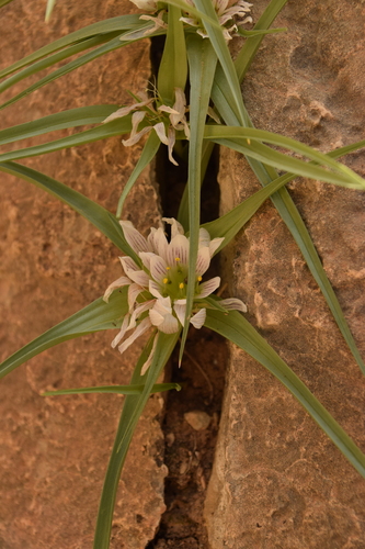 Colchicum palaestinum