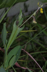 Crotalaria stipularia